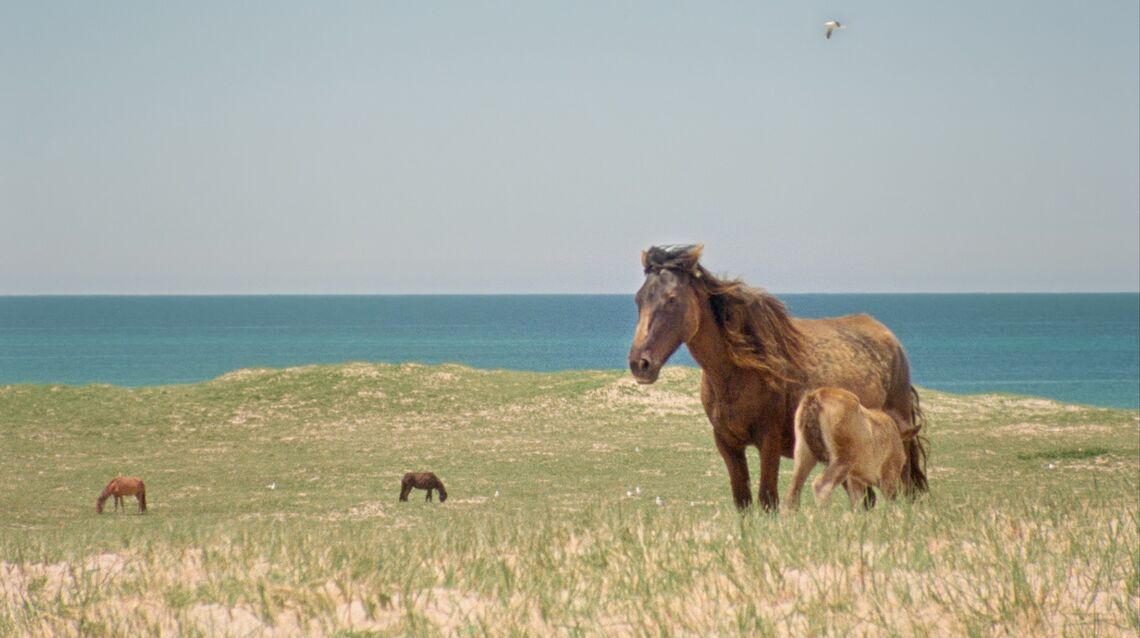 geographies of solitude wildhorses jacquelyn mills